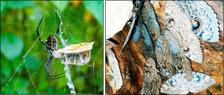 (Left) Junior category winning photograph of Garden Spider with prey by Nchumthung Ezung. (Right) Senior category winning photograph of Common Owl Moth by Lichamo Yanthan.